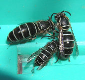 index014008.jpg