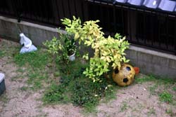 レモンの木のまわり