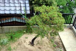 松の木もここまで大丈夫でした