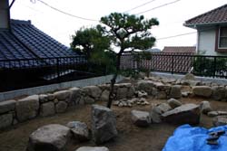 黒松も仮植樹