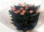 71575 oCg7